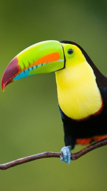 branch colorful colors bird Animal toucan Phone Wallpaper