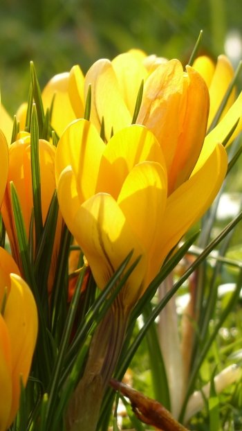 close-up yellow flower flower nature crocus Phone Wallpaper