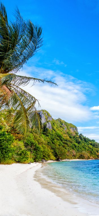 palm tree coastline coast Philippines nature beach Phone Wallpaper