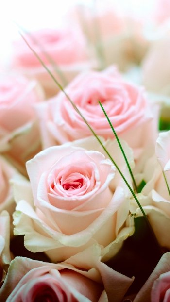 bouquet pink flower flower nature rose Phone Wallpaper