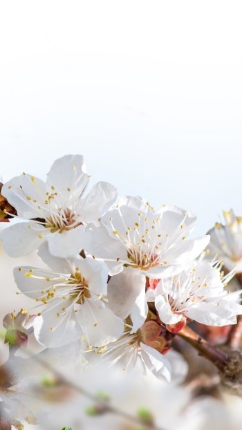  Spring Bloom