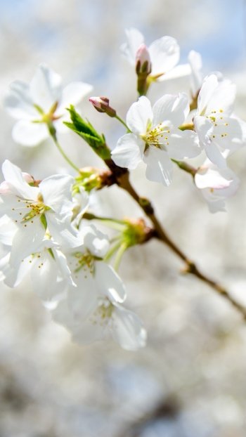 white flower spring flower branch bokeh nature blossom Phone Wallpaper