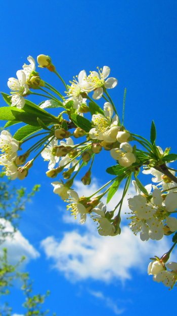 nature blossom Phone Wallpaper