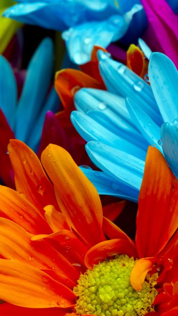 pastel nature flower Phone Wallpaper