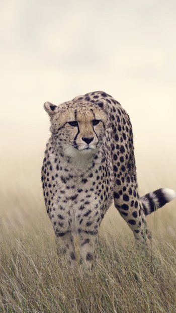 grass Animal cheetah Phone Wallpaper