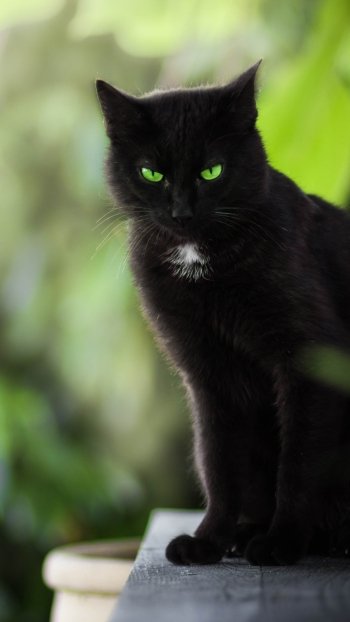 green eyes depth of field stare Animal cat Phone Wallpaper