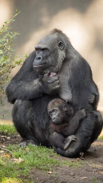 primate baby animal monkey Animal gorilla Phone Wallpaper