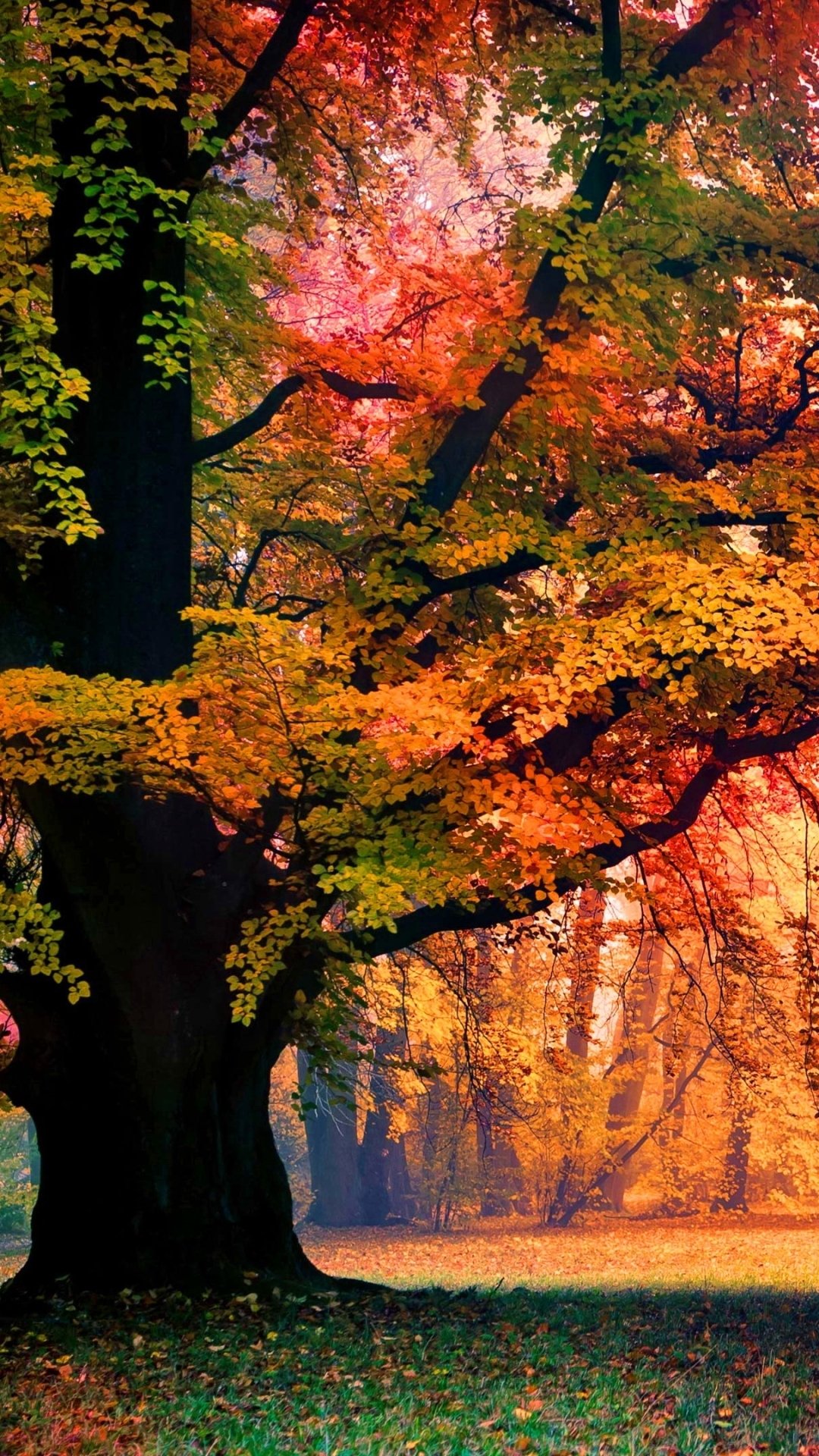 Download Fall Fog Nature Tree Phone Wallpaper