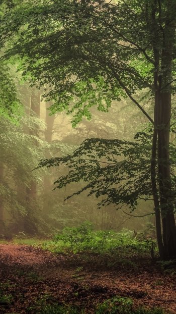 path tree nature forest Phone Wallpaper