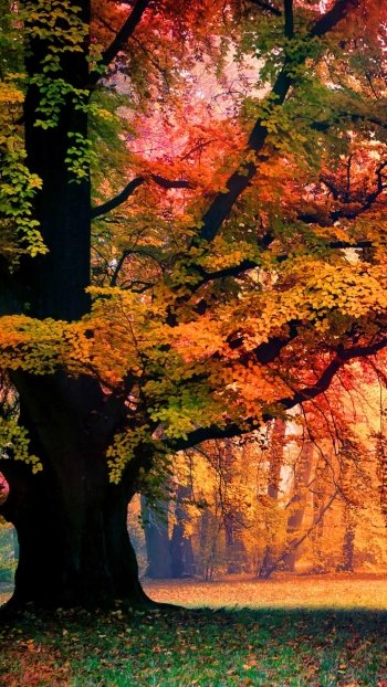  Tree in Misty Autumn Park