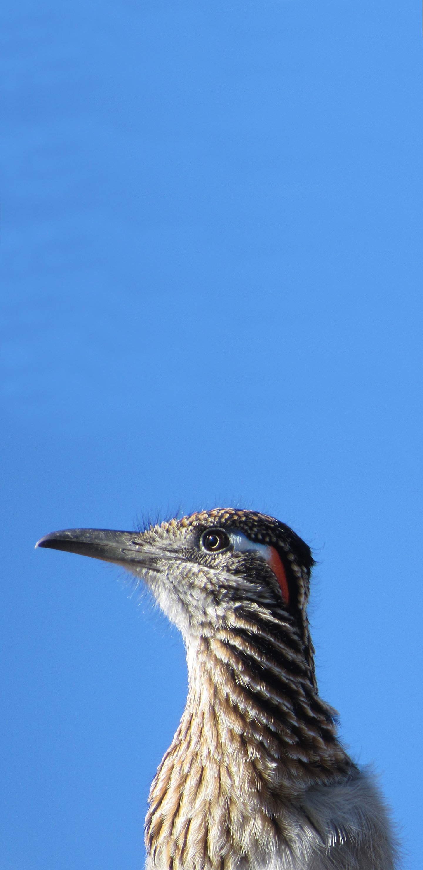 Download Arizona Animal Roadrunner Phone Wallpaper by Gun665
