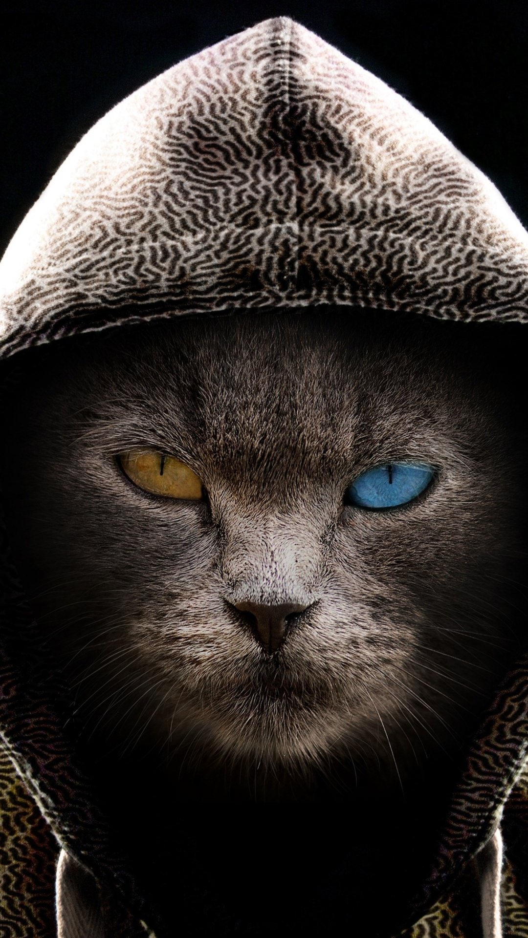 Download Heterochromia Hoodie Cat Photography Manipulation Phone Wallpaper