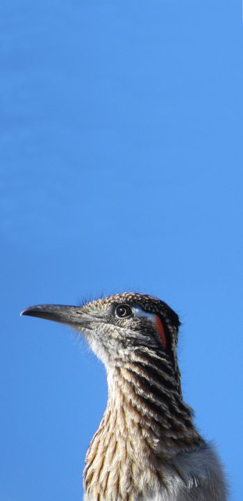 Arizona Animal roadrunner Phone Wallpaper