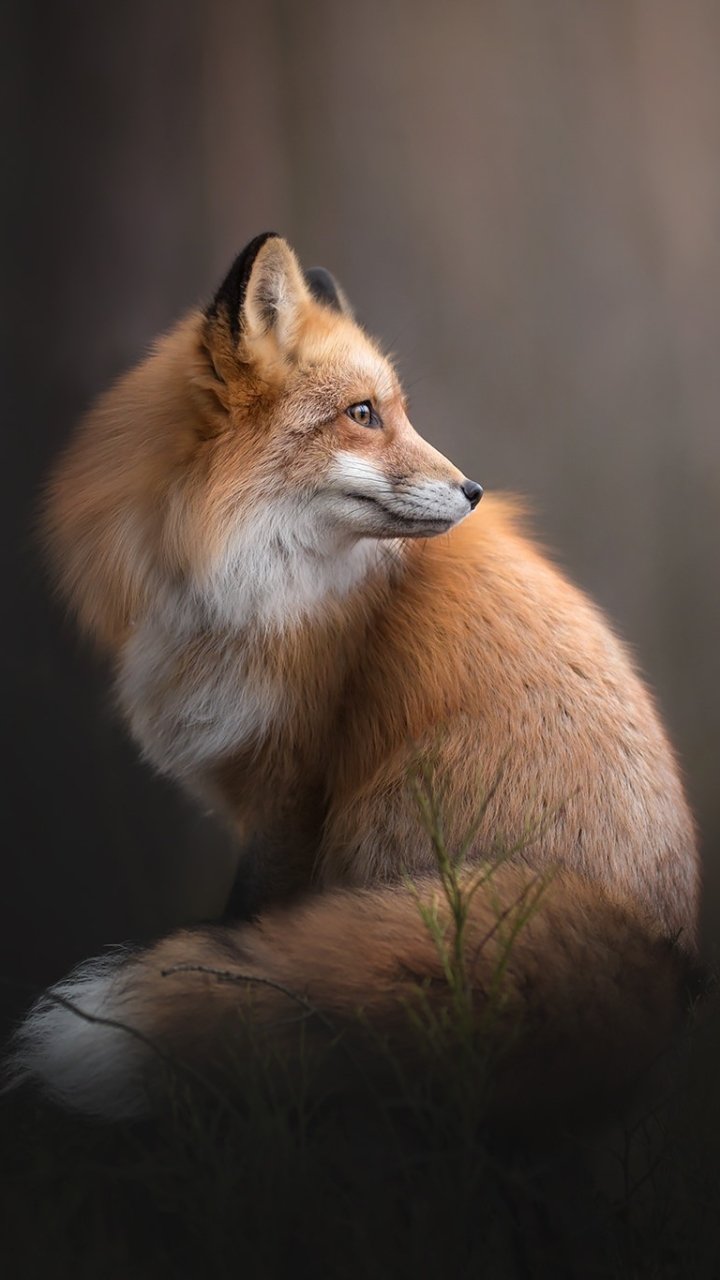 Download Animal Fox Phone Wallpaper - Mobile Abyss