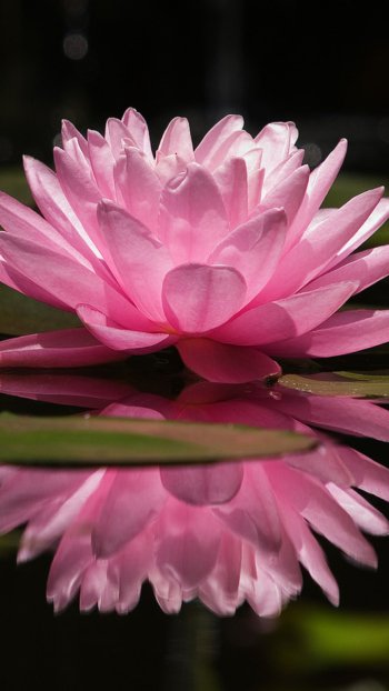 flower pink flower nature water lily Phone Wallpaper
