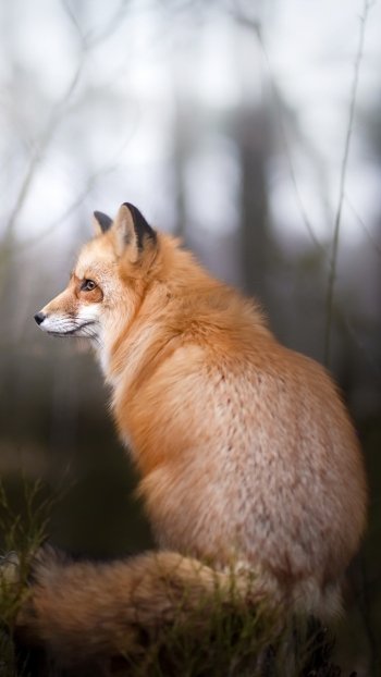 depth of field Animal fox Phone Wallpaper