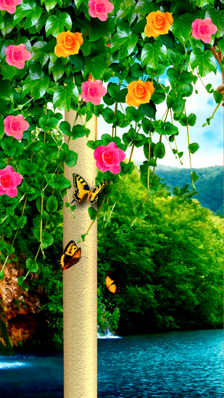Wallpaper Hd Nature Flower Rose For Mobile