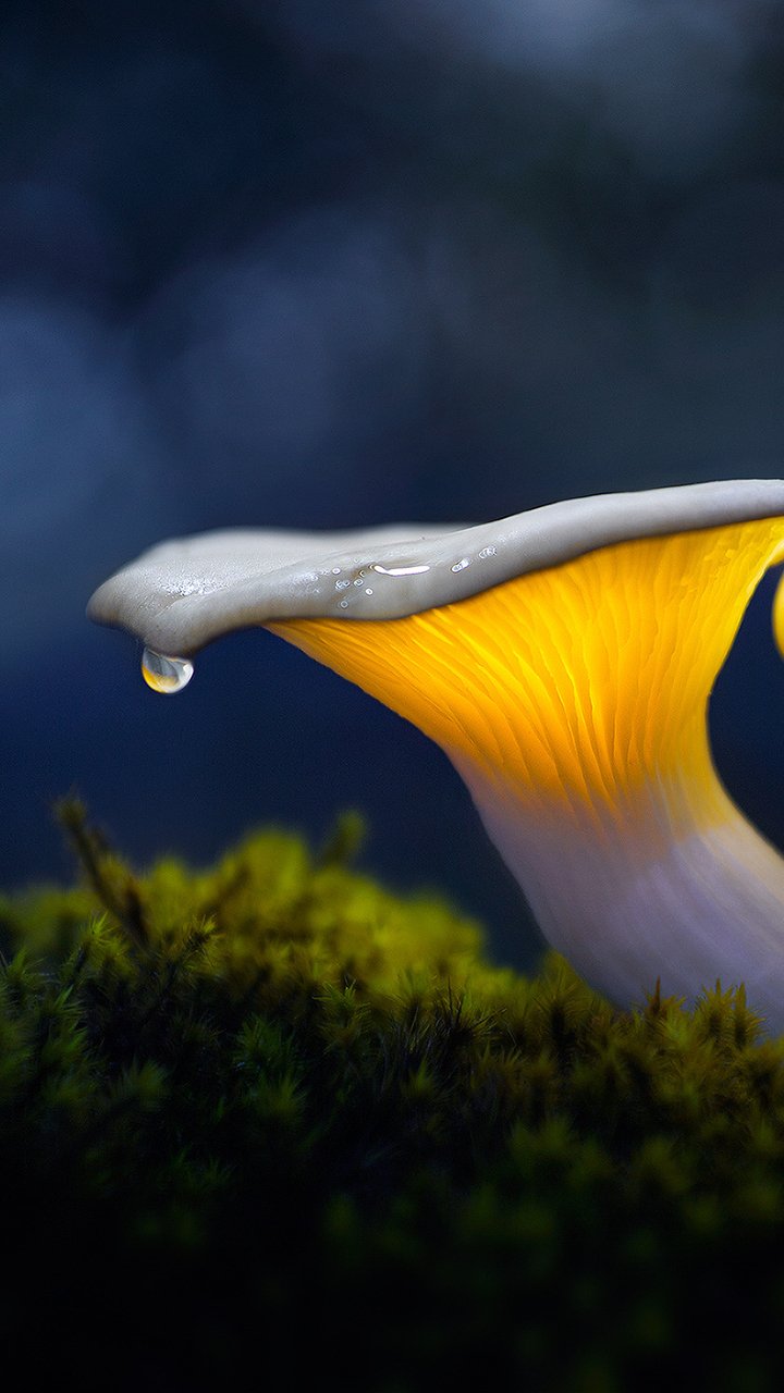 Download Moss Spring Water Drop Macro Nature Mushroom Phone Wallpaper