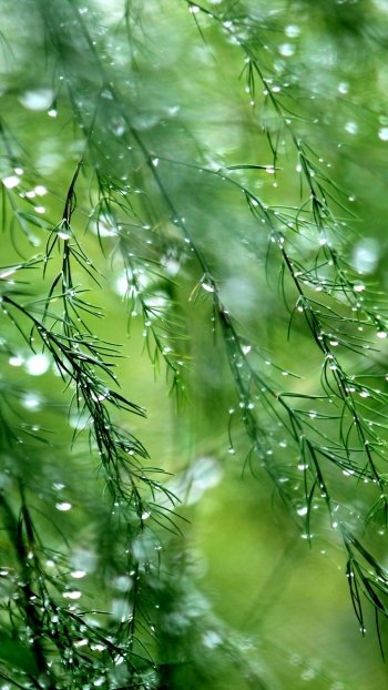 green rain dew nature water drop Phone Wallpaper