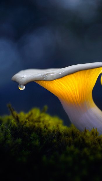  Spring Rain