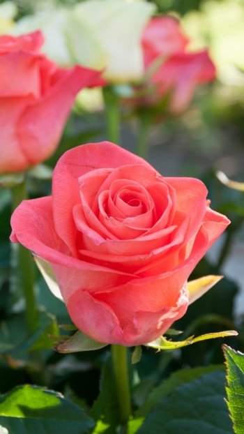pink flower flower nature rose Phone Wallpaper