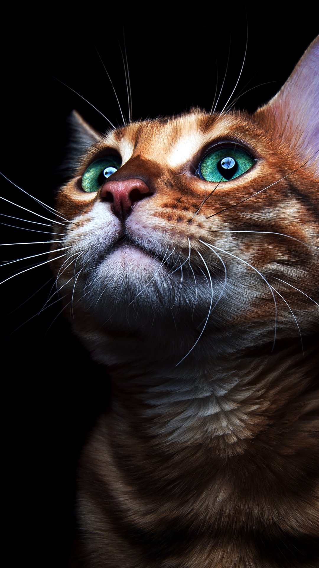 Phone wallpaper close-up of a ginger kitten (animal cat) with luminous green eyes against a deep black background.