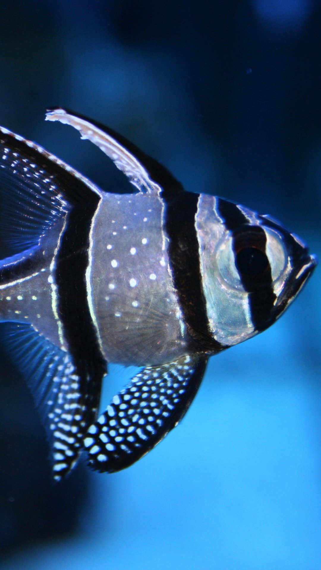Download Underwater Tropical Animal Fish Phone Wallpaper