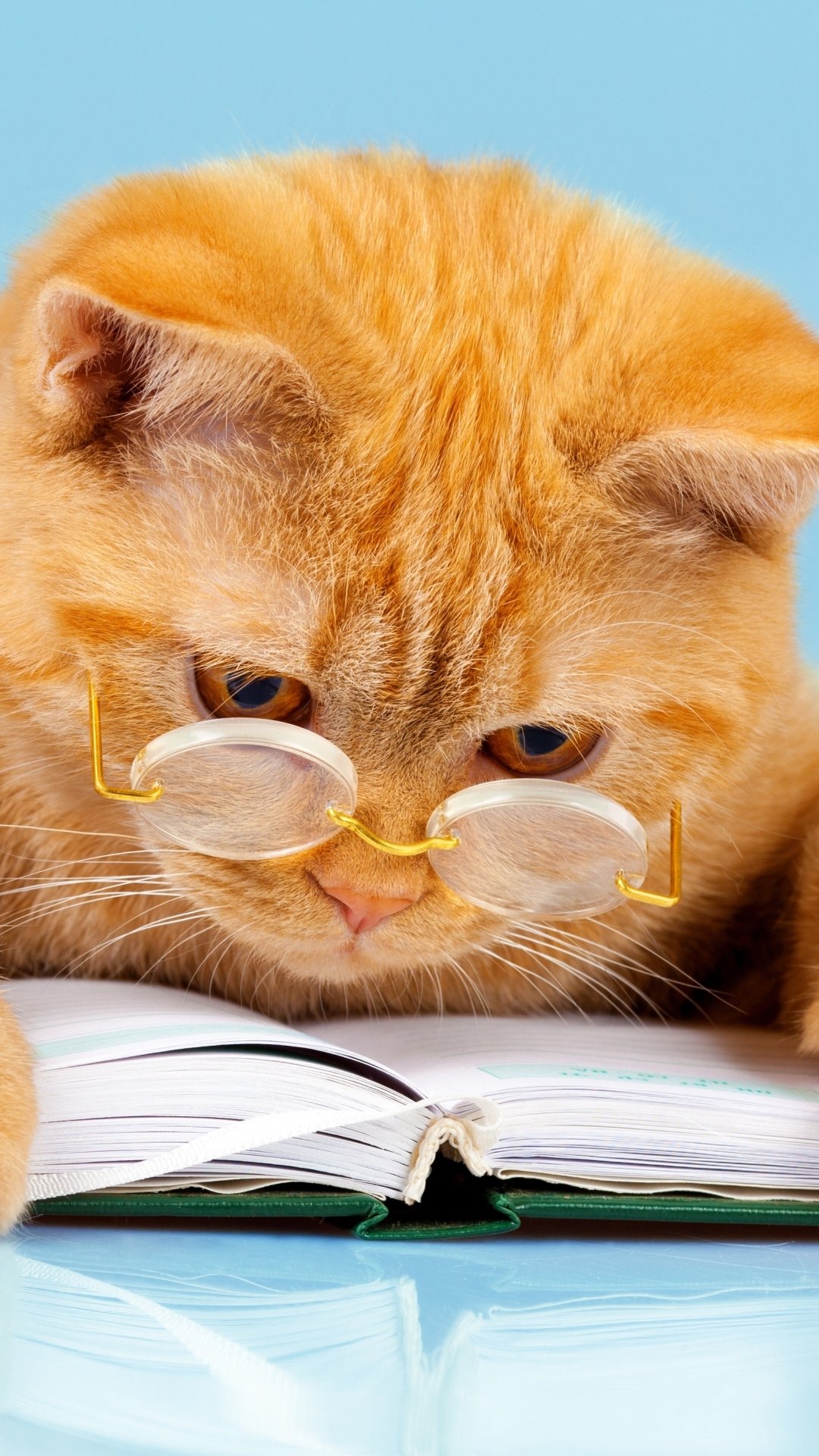 Download Book Glasses Humor Animal Cat Phone Wallpaper