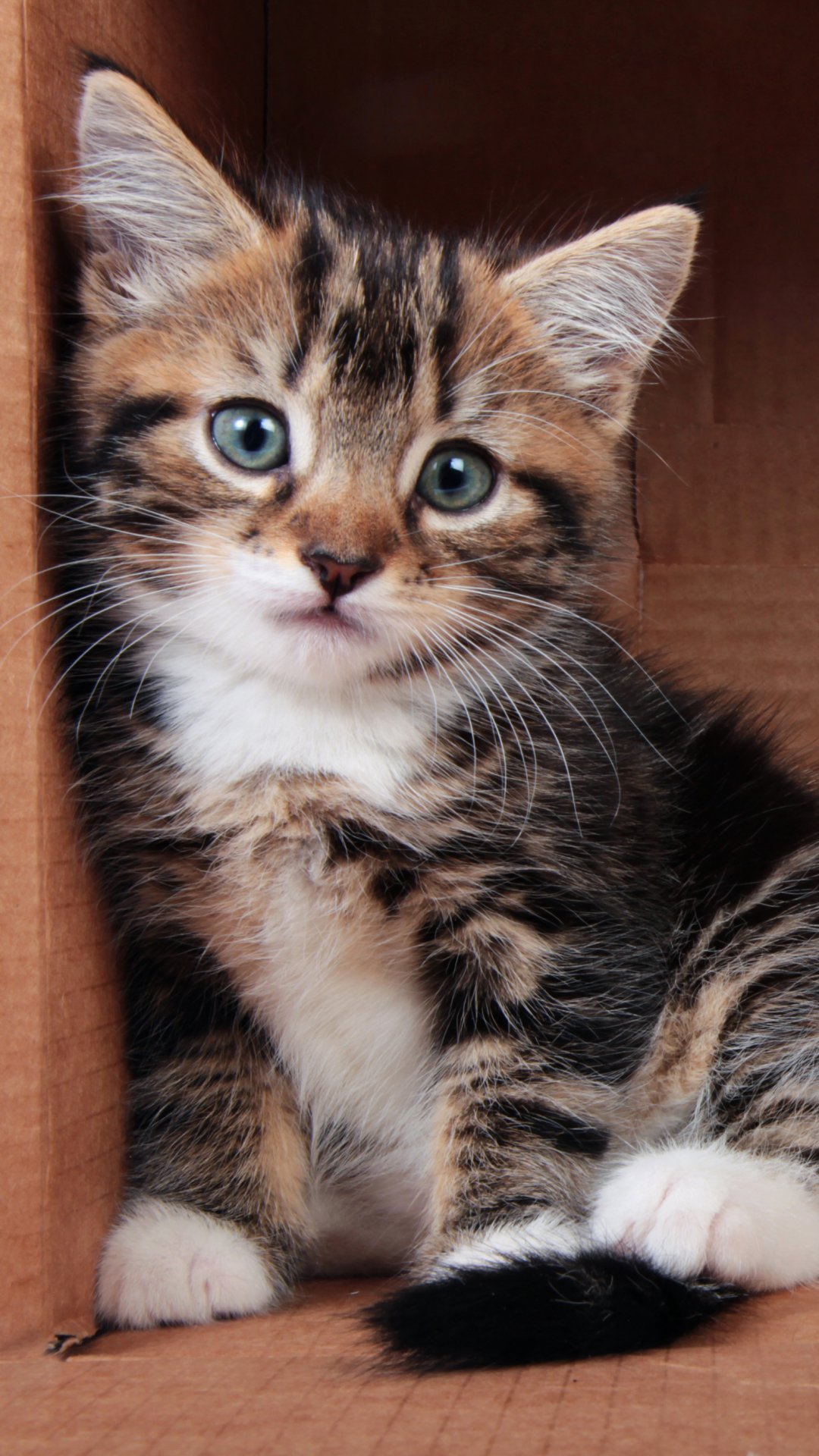 Phone wallpaper portrait of a fluffy tabby kitten (animal, cat) with blue-green eyes and white paws, sitting inside a cardboard box.