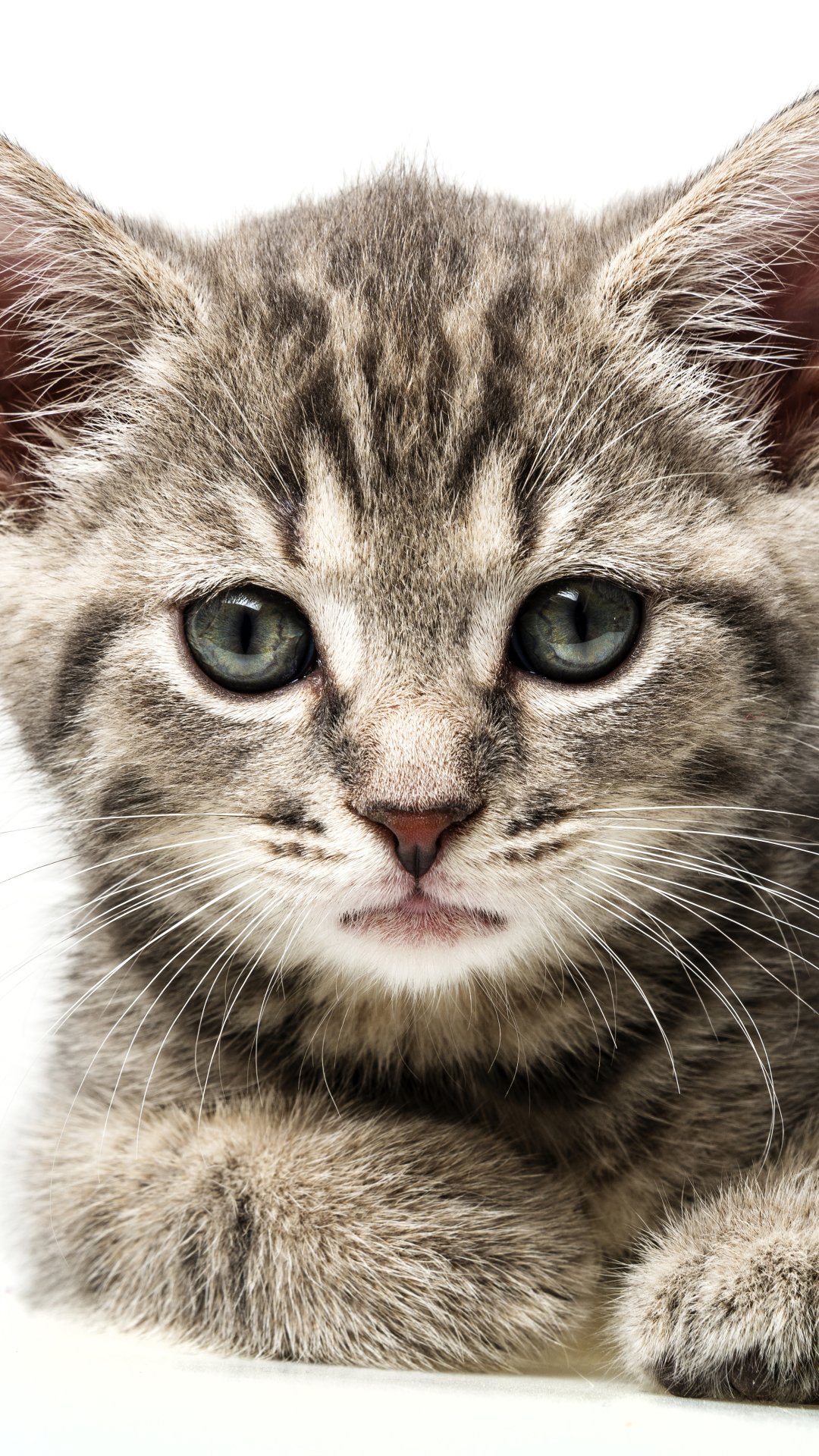 Download Kitten Animal Cat Phone Wallpaper