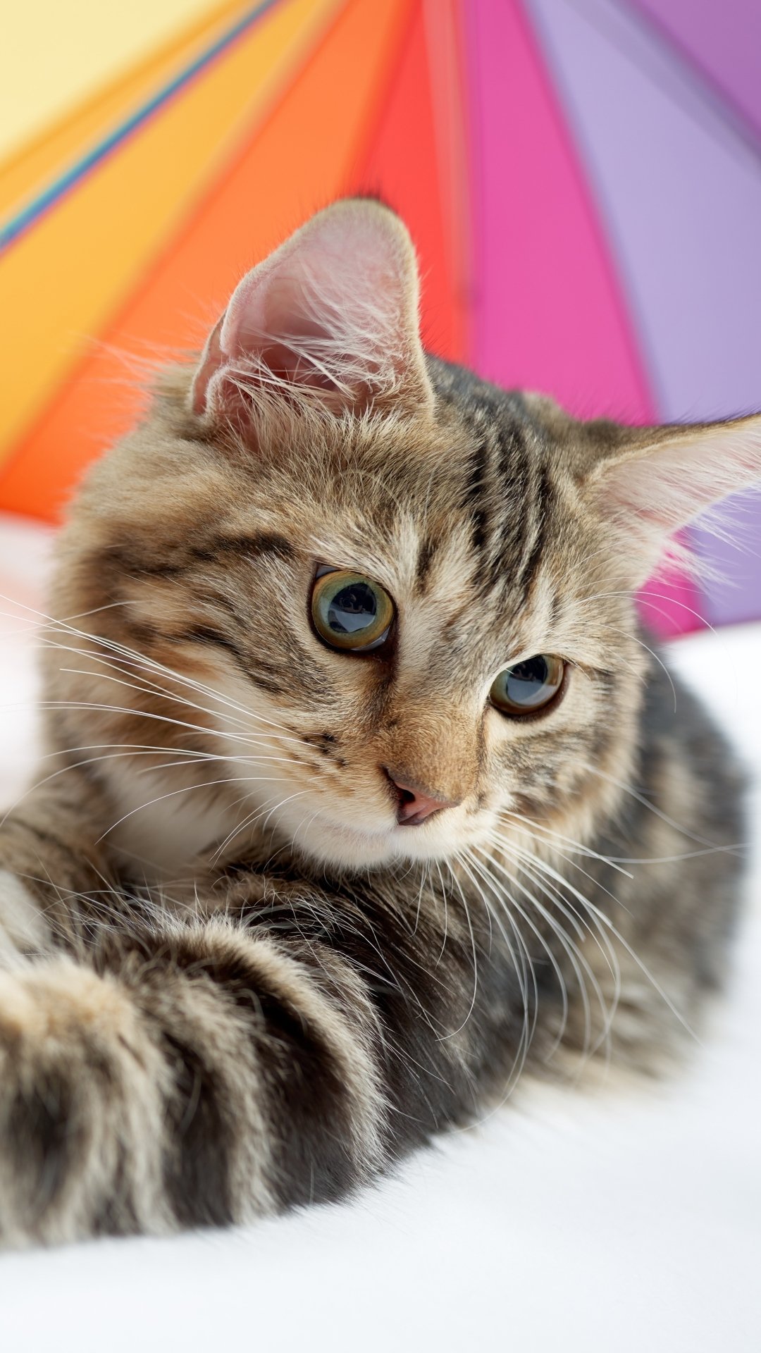 Download Umbrella Animal Cat Phone Wallpaper