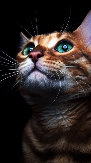 Phone wallpaper close-up of a ginger kitten (animal cat) with luminous green eyes against a deep black background.
