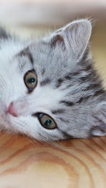  Kitten Playing by Holger Langmaier