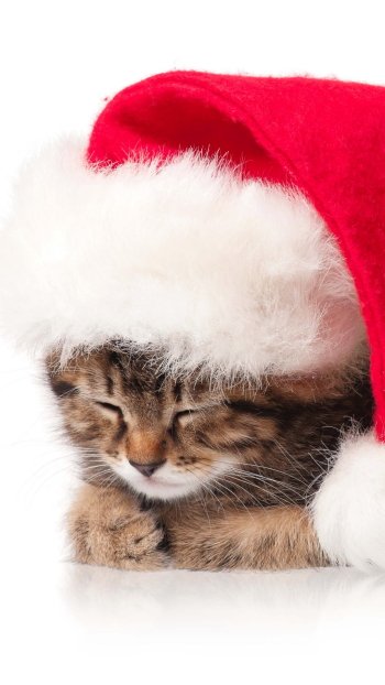 santa hat Christmas kitten Animal cat christmas cat Phone Wallpaper