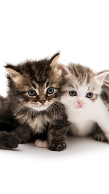  Cute Kittens