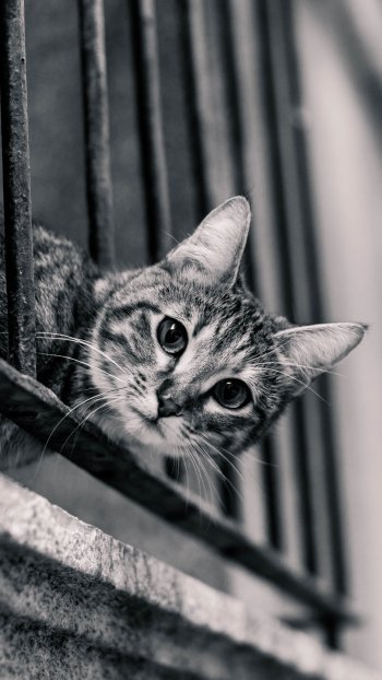 Black & White stare Animal cat Phone Wallpaper
