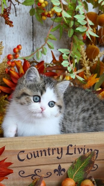 kitten Animal cat Phone Wallpaper