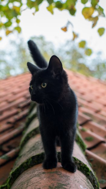 depth of field roof baby animal kitten Animal cat Phone Wallpaper
