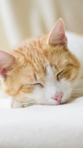 sleeping Animal cat Phone Wallpaper