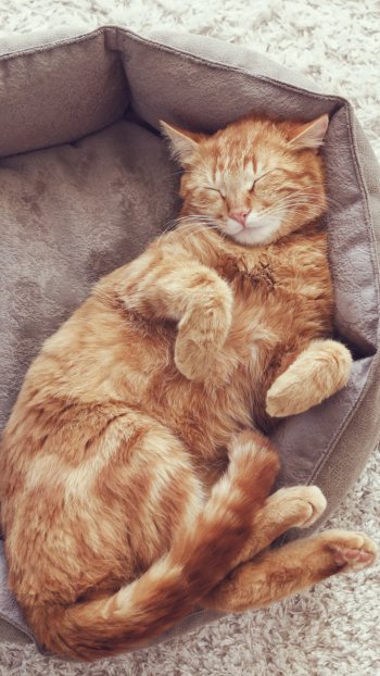 sleeping Animal cat Phone Wallpaper