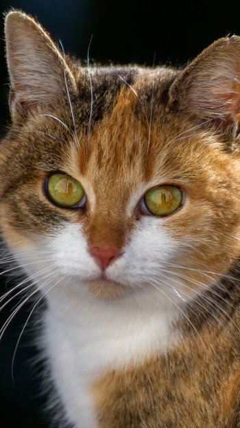 stare Animal cat Phone Wallpaper