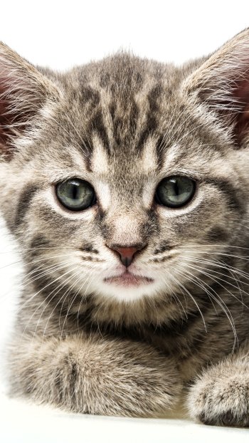  Gray Kitten