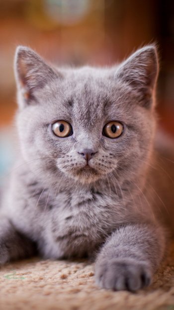  Cute Kitten