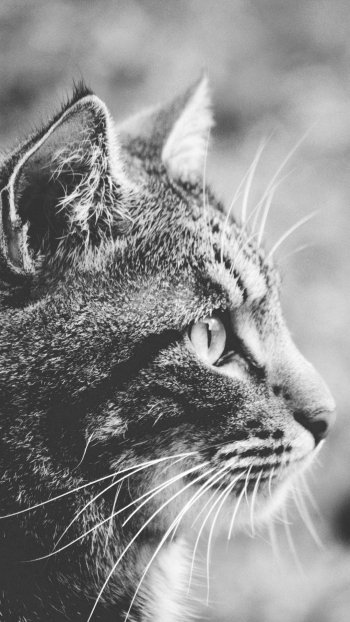 Black & White Animal cat Phone Wallpaper