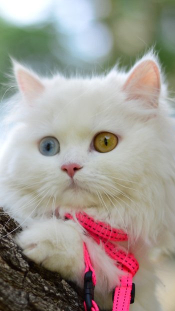 heterochromia Animal cat Phone Wallpaper