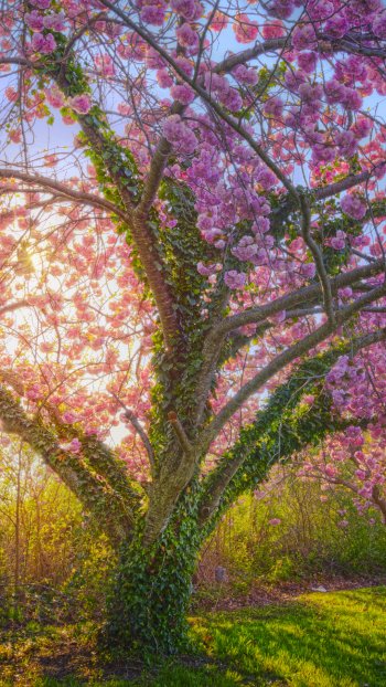 tree cherry blossom spring sunshine nature blossom Phone Wallpaper