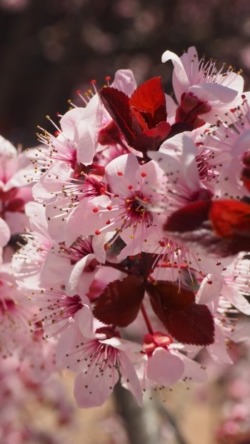 pink flower flower branch nature macro spring blossom Phone Wallpaper