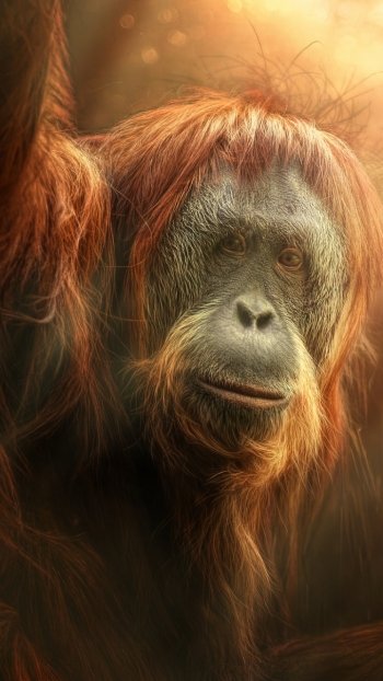 primate monkey Animal Orangutan Phone Wallpaper