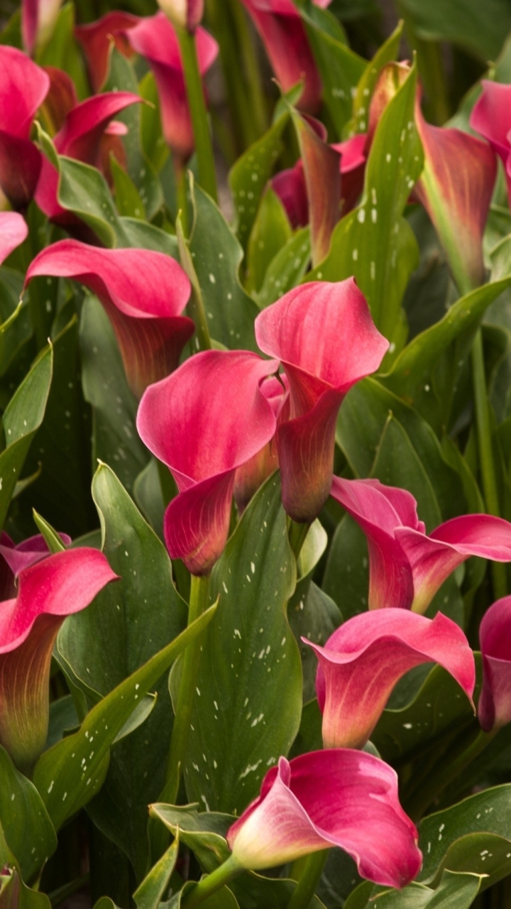 Pink Calla Lilies