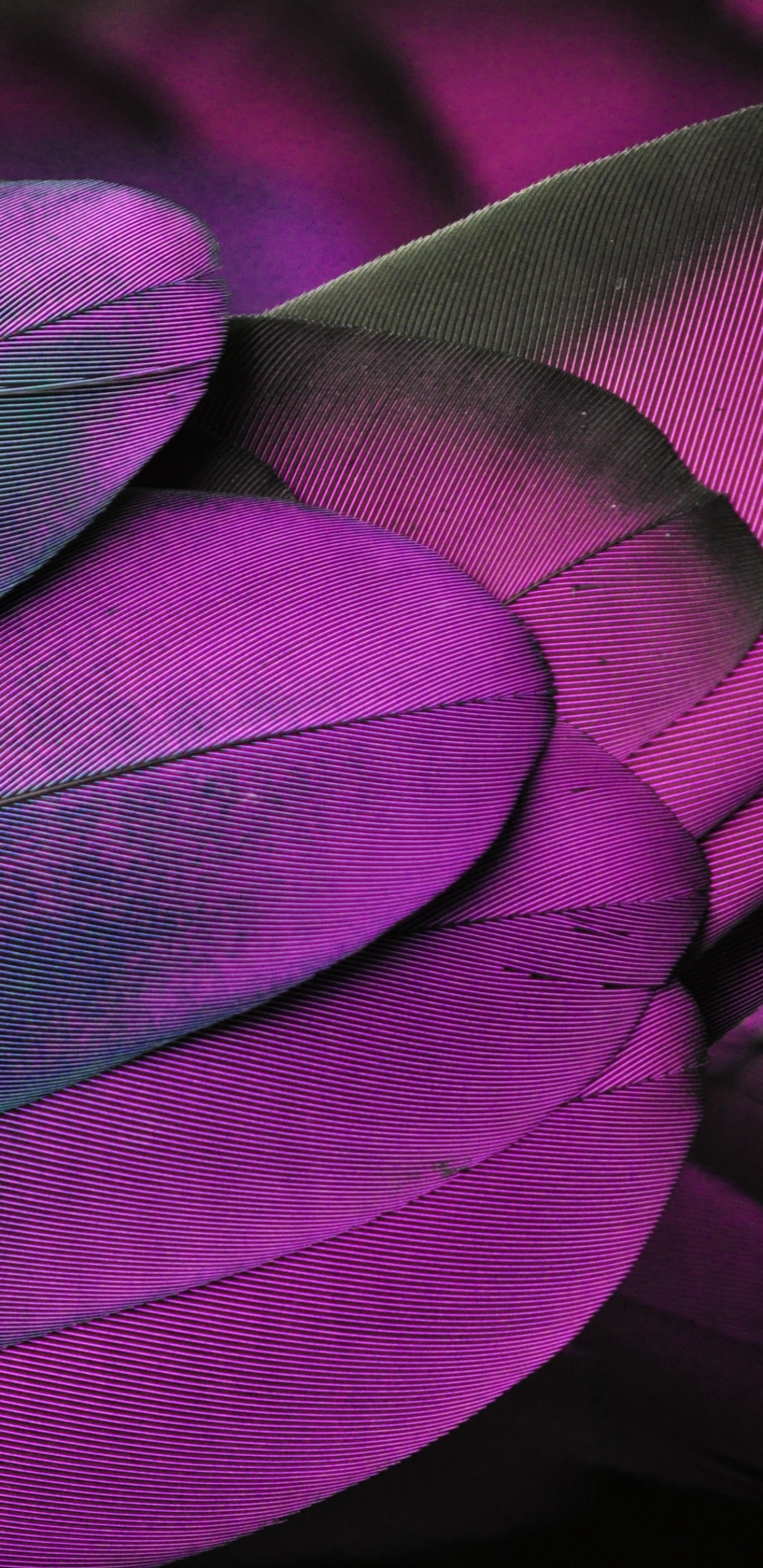 Purple Feathers Phone Wallpaper  Floral wallpaper phone, Phone wallpaper,  Art gallery wallpaper